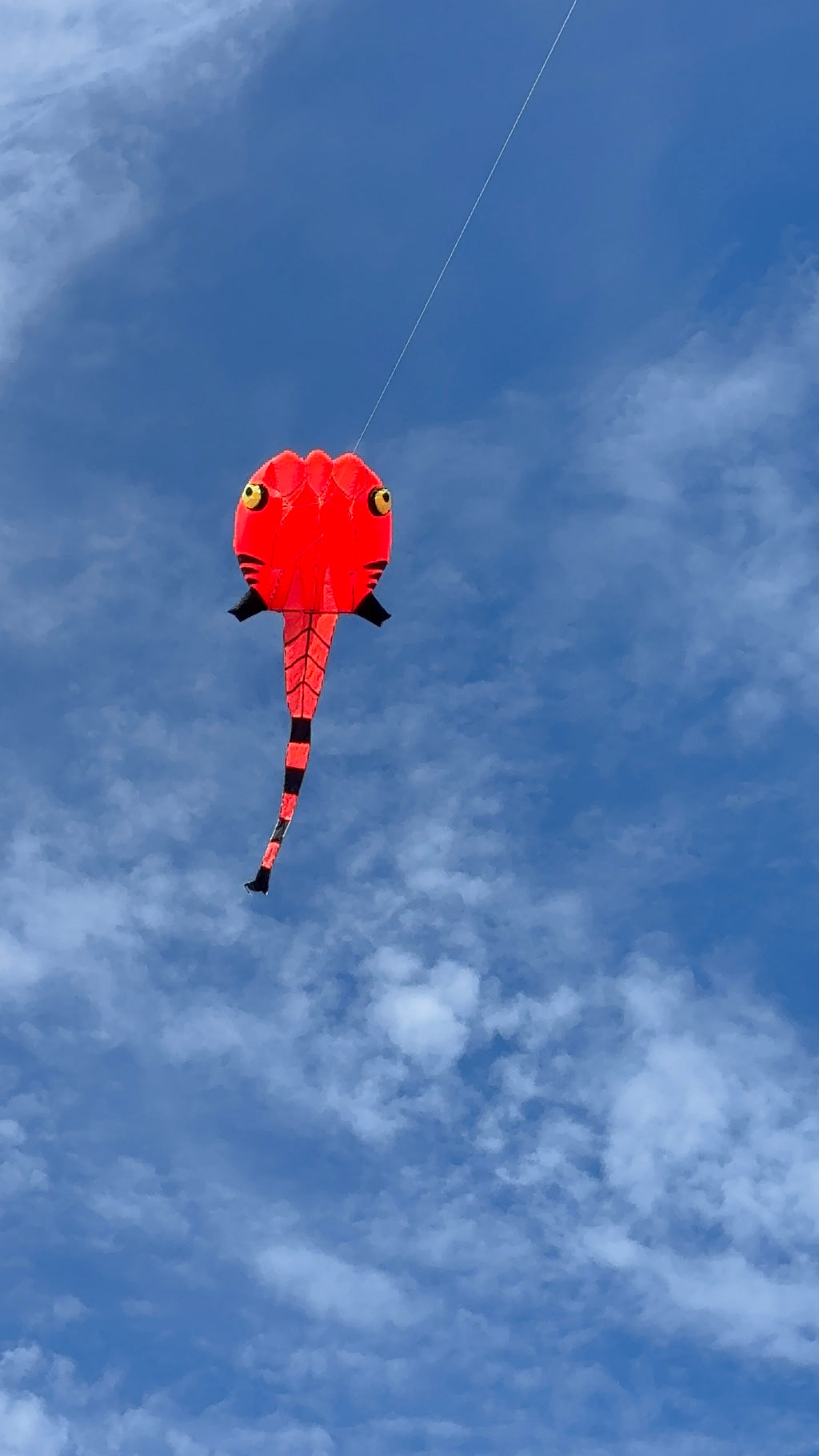 Newport Kites