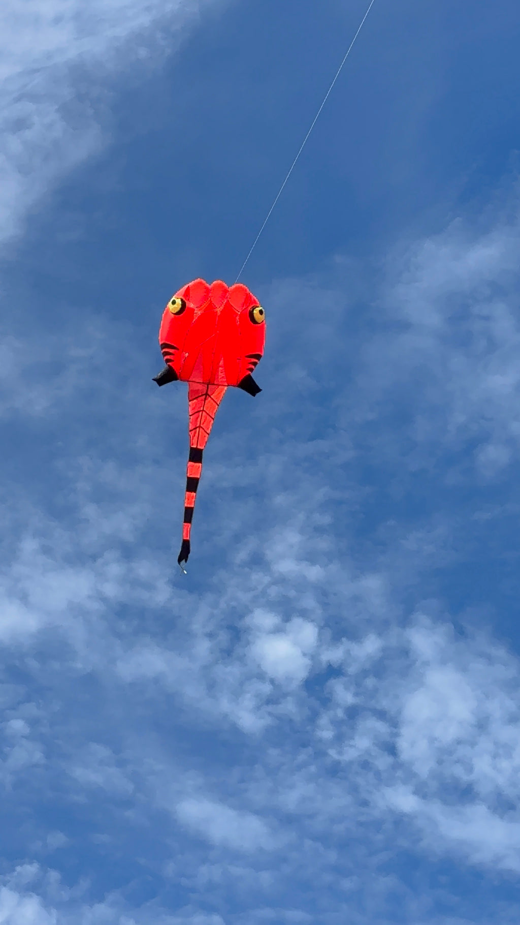 Newport Kites