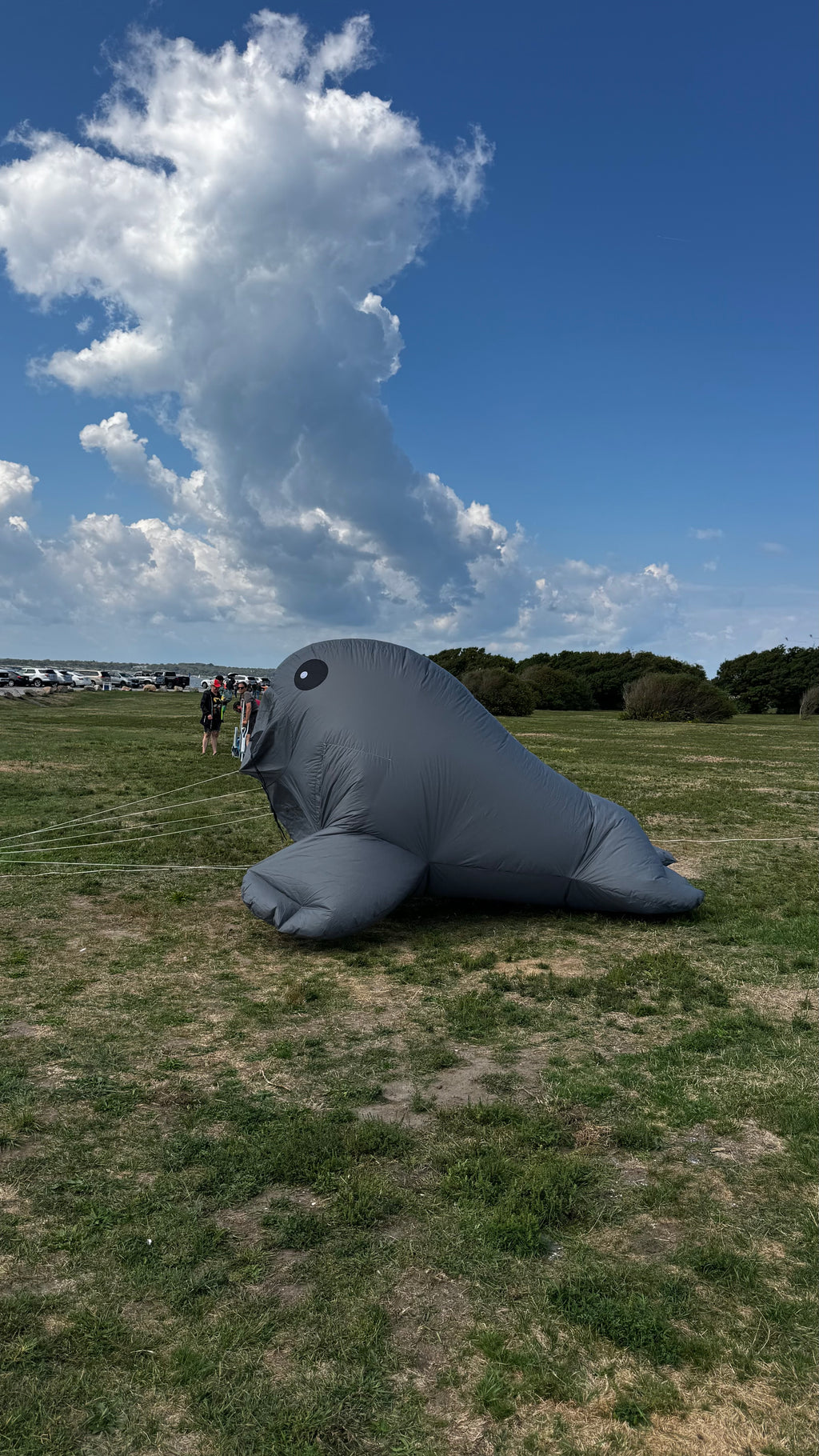 Newport Kites