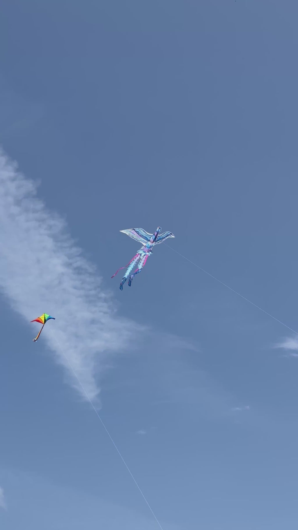 Newport Kites