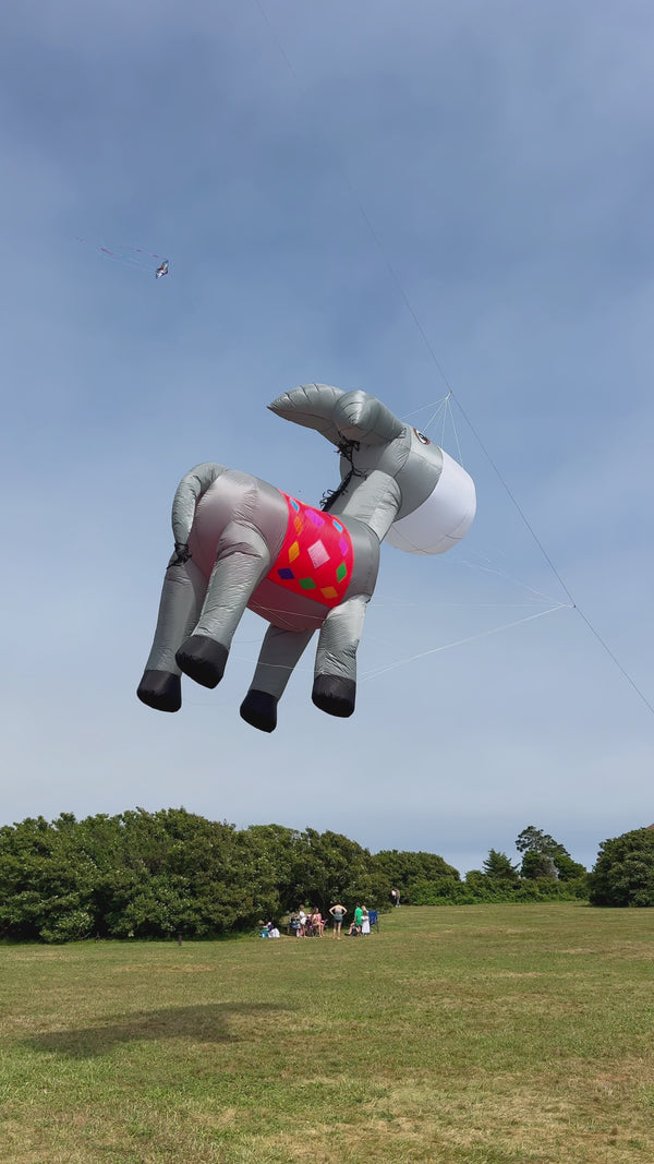 Newport Kites