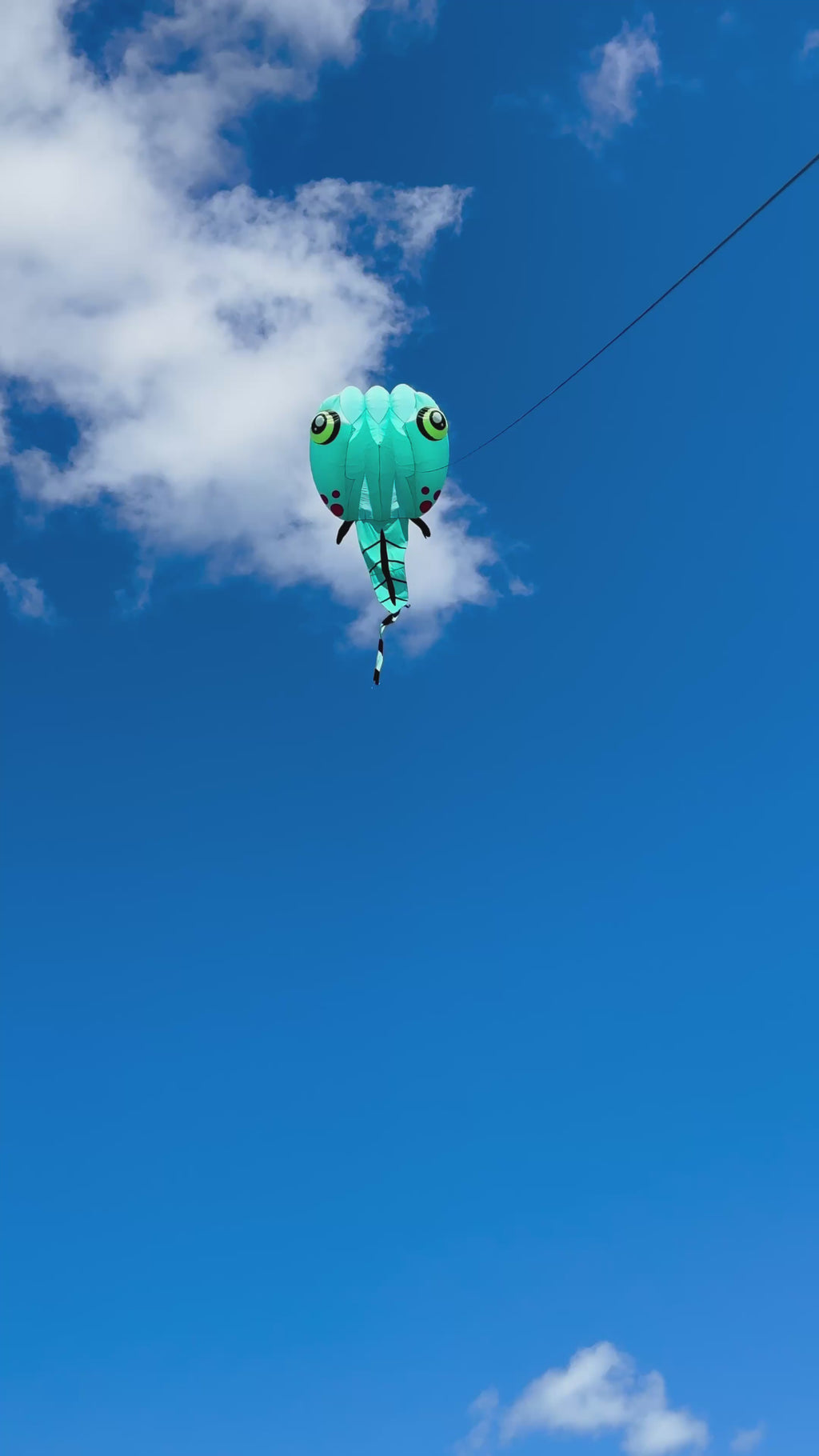 Newport Kites
