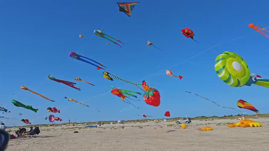 Newport Kites