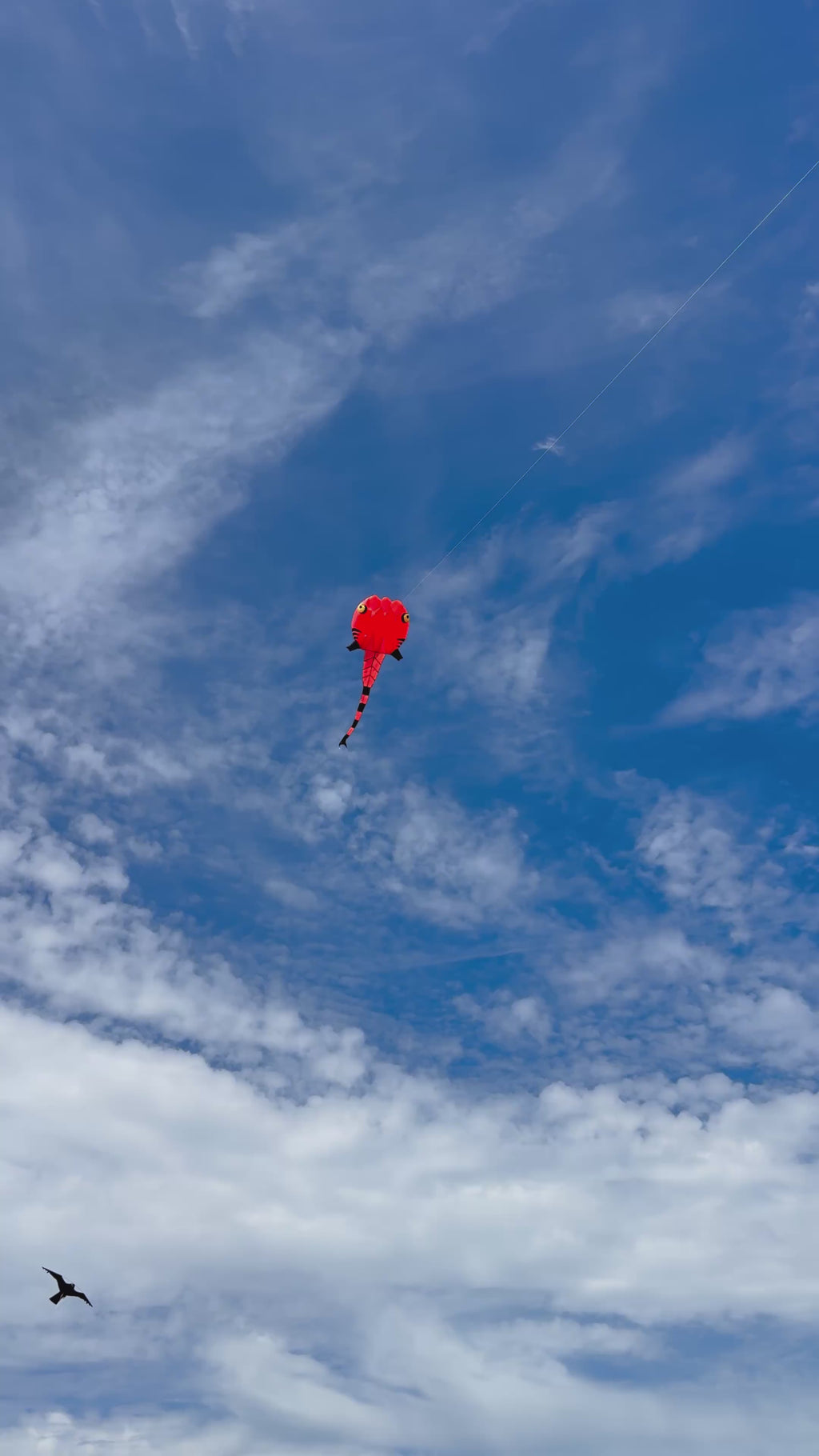 Newport Kites