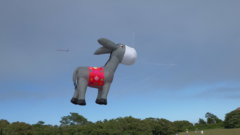 Newport Kites