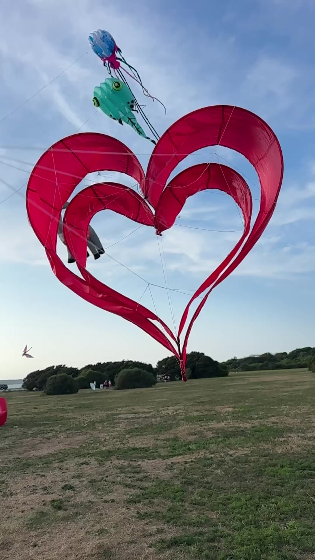 Newport Kites