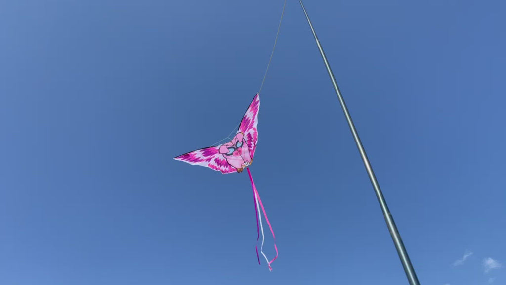 Newport Kites