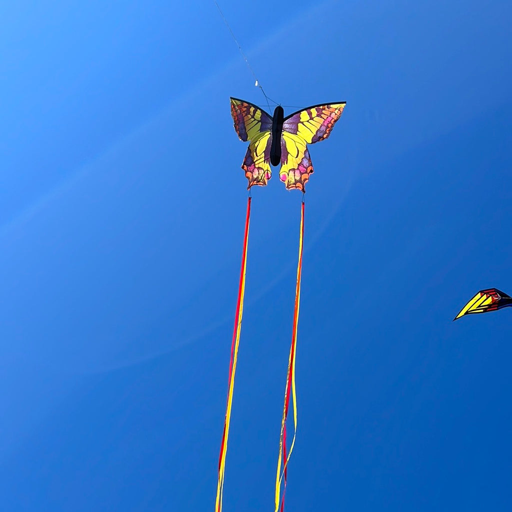 Newport Kites