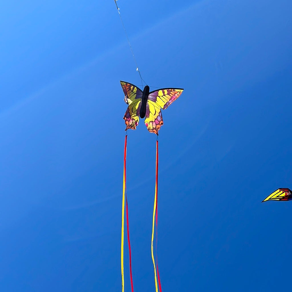 Newport Kites